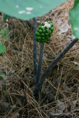 Arisaema triphyllum (Jack-in-the-pulpit), infructescence, fruit, immature