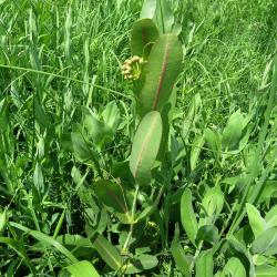 Asclepias sullivantii (Sullivant's Milkweed), habit, summer