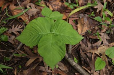 Arisaema triphyllum (Jack-in-the-pulpit), leaves, upper surface