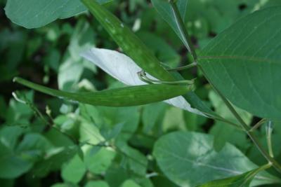 Asclepias exaltata (Poke Milkweed), fruit, immature