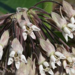 Asclepias syriaca (Common Milkweed), flower, full