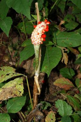 Arisaema triphyllum (Jack-in-the-pulpit), infructescence