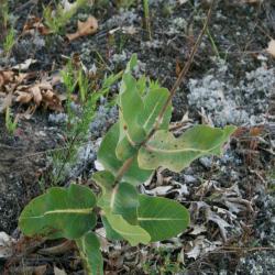 Asclepias amplexicaulis (Sand Milkweed), habit, summer
