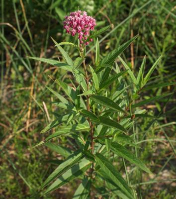 Asclepias incarnata (Swamp Milkweed), habit, summer