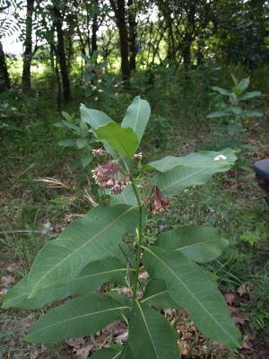 Asclepias syriaca (Common Milkweed), habit, leaf, summer