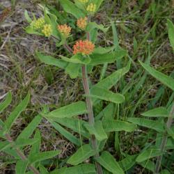 Asclepias tuberosa (Butterfly Milkweed), habit, summer