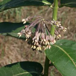 Asclepias syriaca (Common Milkweed), inflorescence, flower, full