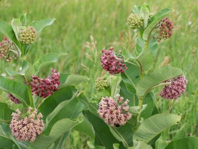Asclepias syriaca (Common Milkweed), inflorescence, habit, summer