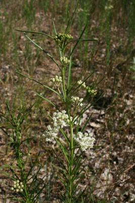 Asclepias verticillata (Whorled Milkweed), inflorescence