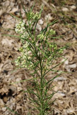 Asclepias verticillata (Whorled Milkweed), habit, summer