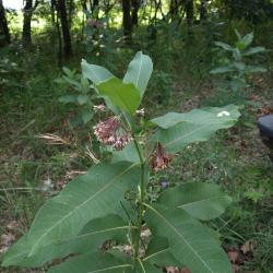 Asclepias syriaca (Common Milkweed), habit, leaf, summer