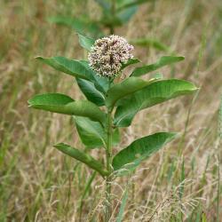 Asclepias syriaca (Common Milkweed), inflorescence