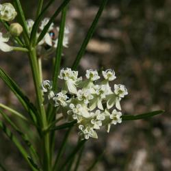 Asclepias verticillata (Whorled Milkweed), flower, full
