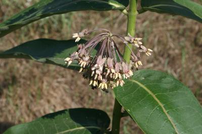 Asclepias syriaca (Common Milkweed), inflorescence, flower, full