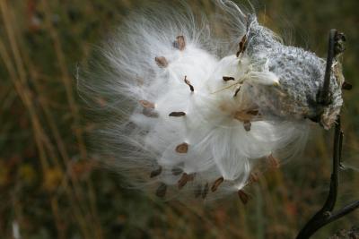 Asclepias syriaca (Common Milkweed), seed