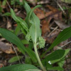 Asclepias viridiflora (Green Milkweed), bud, flower