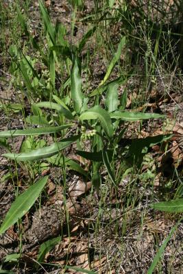 Asclepias viridiflora (Green Milkweed), habit, summer