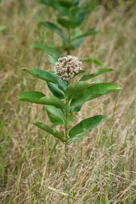 Asclepias syriaca (Common Milkweed), inflorescence