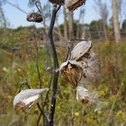 Asclepias syriaca (Common Milkweed), infructescence, fruit, mature