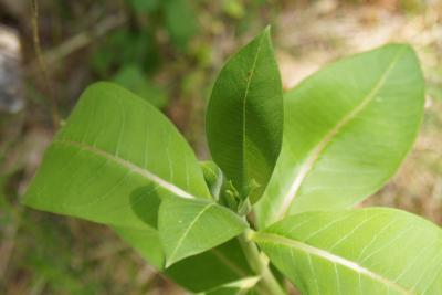 Asclepias syriaca (Common Milkweed), leaf, spring