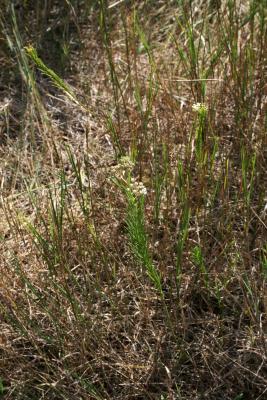 Asclepias verticillata (Whorled Milkweed), habit, summer