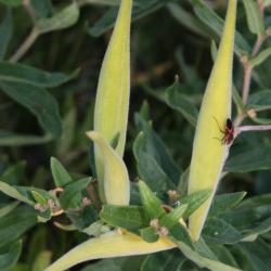 Asclepias tuberosa (Butterfly Milkweed), fruit, immature