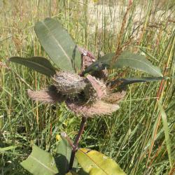 Asclepias syriaca (Common Milkweed), fruit, mature