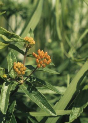 Asclepias tuberosa (Butterfly Milkweed), bud, flower