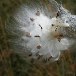 Asclepias syriaca (Common Milkweed), seed