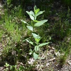 Asclepias syriaca (Common Milkweed), habit, spring