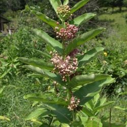 Asclepias syriaca (Common Milkweed), habit, summer, inflorescence