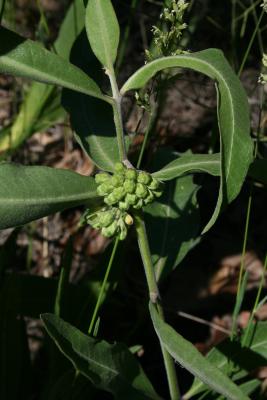Asclepias viridiflora (Green Milkweed), bud, flower