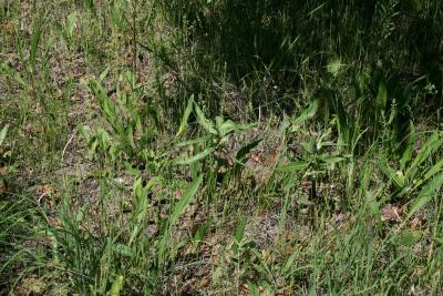 Asclepias viridiflora (Green Milkweed), habitat