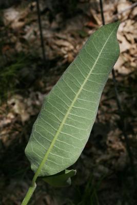 Asclepias syriaca (Common Milkweed), leaf, lower, surface