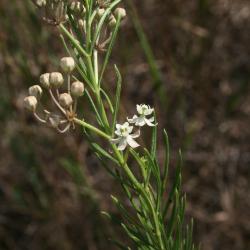 Asclepias verticillata (Whorled Milkweed), flower, full