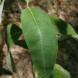 Asclepias syriaca (Common Milkweed), leaves, upper surface