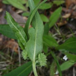 Asclepias viridiflora (Green Milkweed), leaves, lower surface