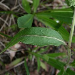 Asclepias viridiflora (Green Milkweed), leaves, upper surface