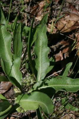 Asclepias viridiflora (Green Milkweed), leaves, upper surface