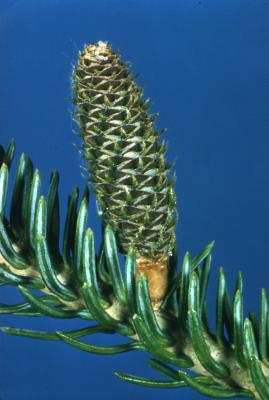 Abies balsamea (L.) Mill. (balsam fir), young cone