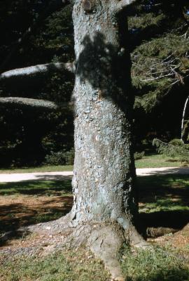 Abies firma sp. (Momi fir), trunk, root flare
