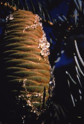 Abies concolor (Hook.) Nutt. (white fir), cone