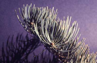 Abies concolor (Hook.) Nutt. (white fir), branch tip and needles