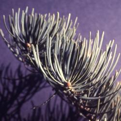 Abies concolor (Hook.) Nutt. (white fir), branch tip and needles