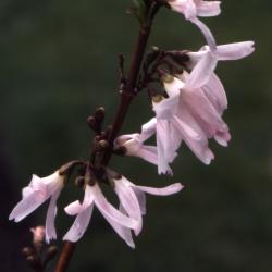 Abeliophyllum distichum Nakai (white-forsythia), flowers, branch