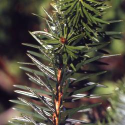 Abies bracteata D. Don (Santa Lucia fir), needles