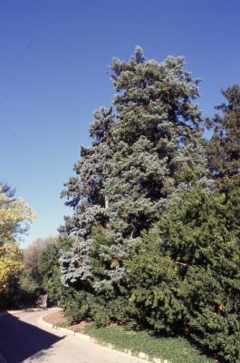Abies concolor (Hook.) Nutt. (white fir), habit