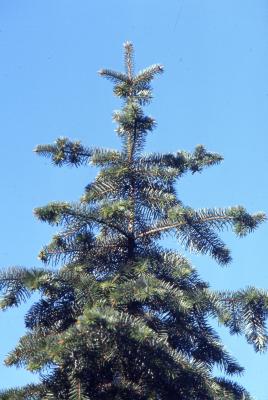 Abies bracteata D. Don (Santa Lucia fir), crown habit