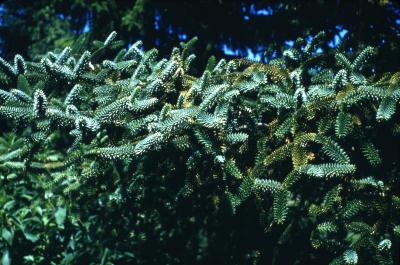 Abies pinsapo Boiss. (Spanish fir), foliage 