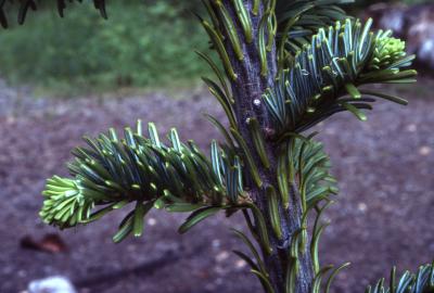 Abies lasiocarpa (Hook.) Nutt. (subalpine fir), branch tips